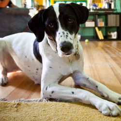 DogWatch of Metro Detroit, Washington Township, Michigan | Indoor Pet Boundaries Contact Us Image