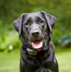 DogWatch of Metro Detroit, Washington Township, Michigan | 1200Fence Contact Us Image