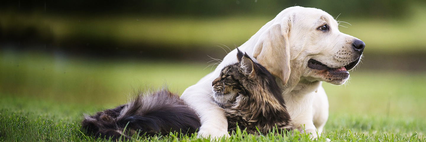 DogWatch of Metro Detroit, Washington Township, Michigan | Cat Fences Slider Image