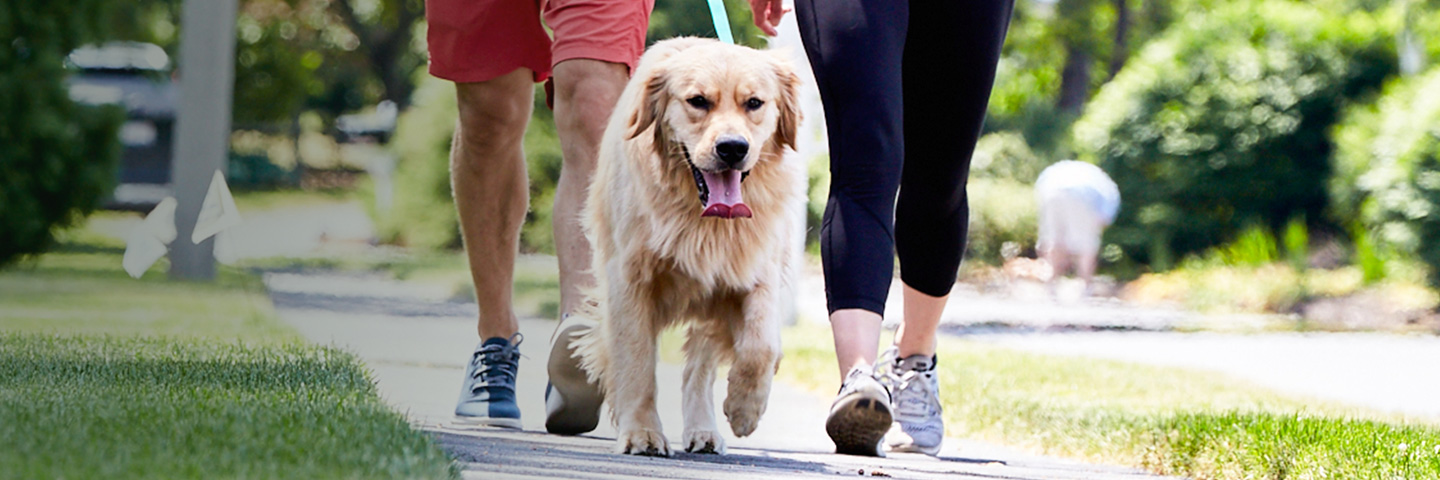 DogWatch of Metro Detroit, Washington Township, Michigan | SideWalker Leash Trainer Slider Image